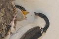 house martins, house martin-3